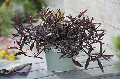 《不过如此的去月球系列海滩特别篇》将于9月20日发售